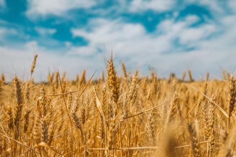 Grain markets on conflict watch