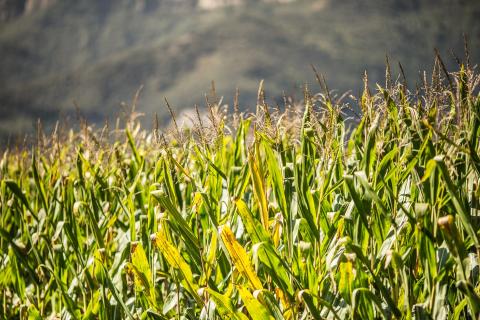 EVs could destroy grain markets