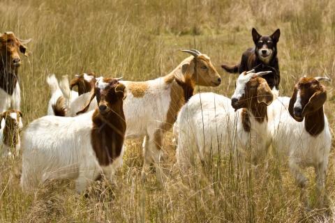 Aussie exports, get it India