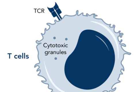 Chimeric develops own method to deliver cancer treatment
