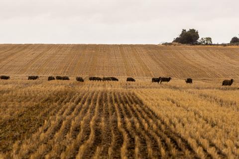 WorkSafe to investigate ag fatalities