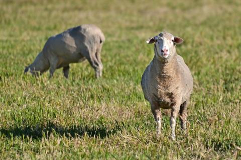 Vigilance needed on FMD threat