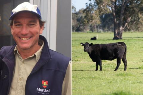 CCC calls bull on cattle charade