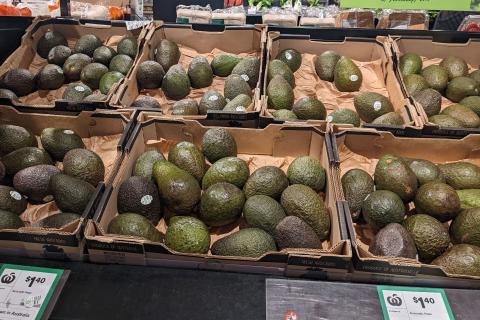 Australia facing avocado surplus
