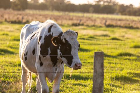 Foot and mouth hysteria unhelpful: Watt