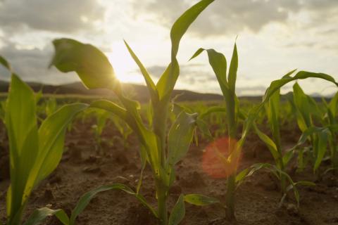 Minbos backed for $25m