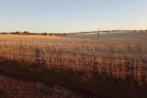 Dry June expedites crop growth