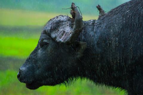 FMD not the only concern for Australia