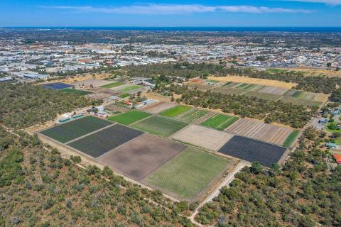Strawberry farm sells