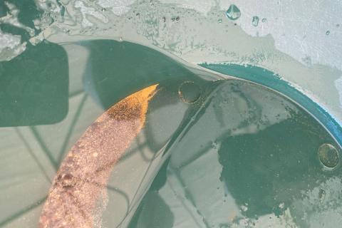 Classic nails first assays from mobile gold plant