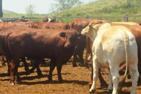 Milne profit fall as sales mix shifts