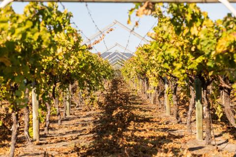 Conditions ripe for a valley visit