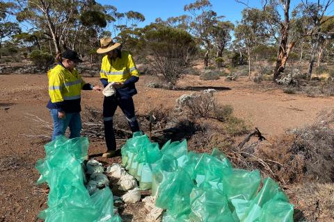 KalGold eyes fresh WA probe after heritage survey