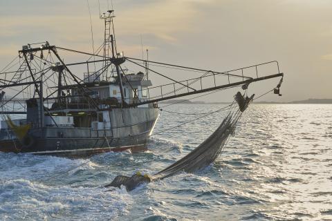 Austral lands Woolies prawn deal