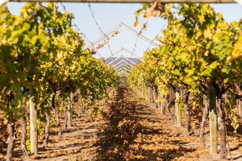 Legendary Lindeman’s meets the market