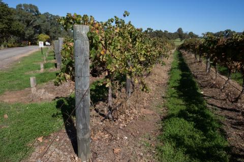 Local wines bring the sparkle