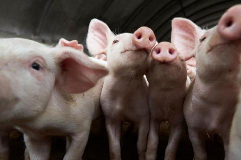 Xsights backed by Mostyns