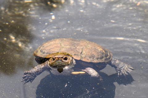 Zoo keeping endangered species afloat