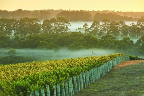 Insiders lead Margaret River wine hunt