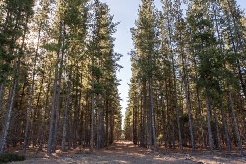 Logging ban forces another mill closure