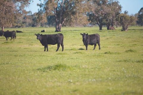 Costs curse case for plant-based meat