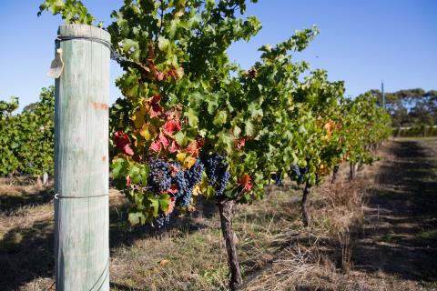 Agribusinesses receive $6.3m in grants