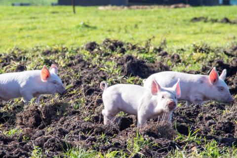 Carbon neutral WA pork to hit Coles shelves