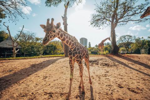 Science, conservation key for Perth Zoo