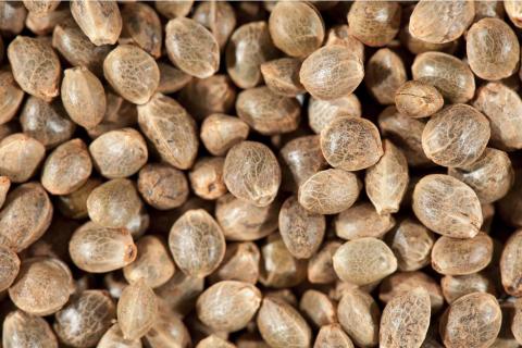 Govt backs medicinal, industrial hemp changes