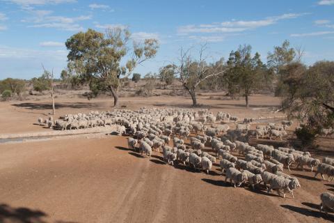 Sacrificial lamb in emissions fall