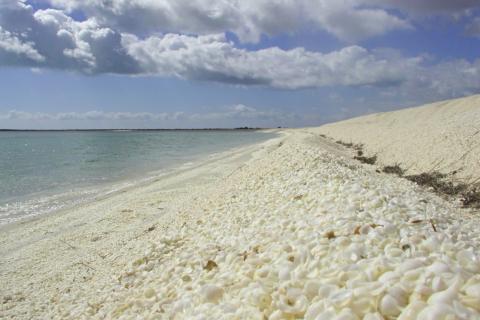 Seashell miner hit with upped $48k fine