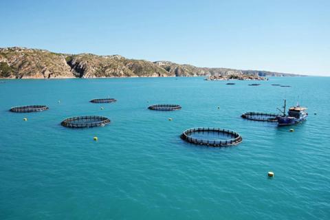 Tassal acquires WA barramundi farm