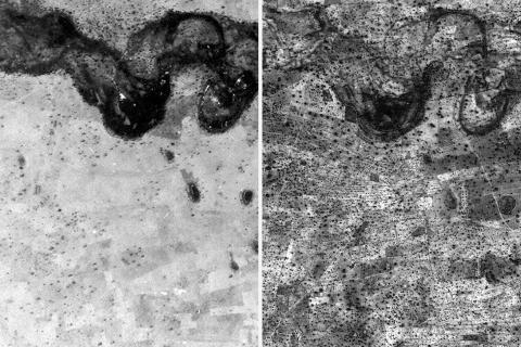 Unleashing underground forests to secure a sustainable future