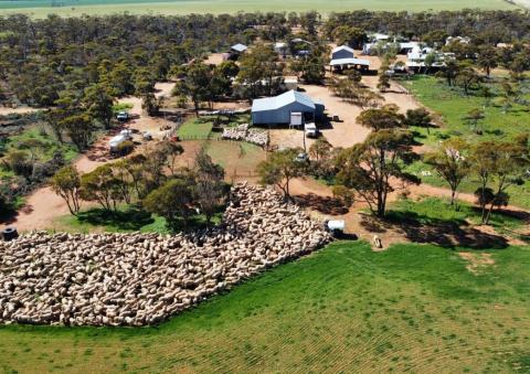 Nicoletti puts major Wheatbelt parcel on market