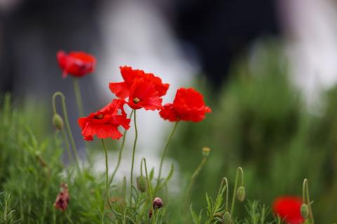 Celebrating strength, remembering sacrifice