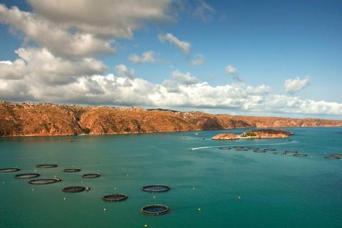 Collapsed barramundi company owes $86m