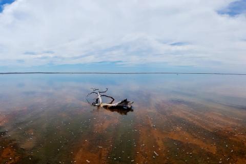 Pilbara algae farm hopes third time’s the charm
