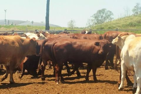 Collaboration key for protein problem