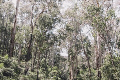 State Govt reveals 10-year forests plan