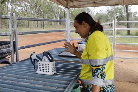 Alma extends higher-grade Queensland copper-moly zone