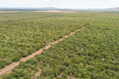 Quintis Sandalwood in receivership