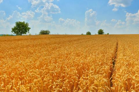 Worker dies at Wheatbelt farm