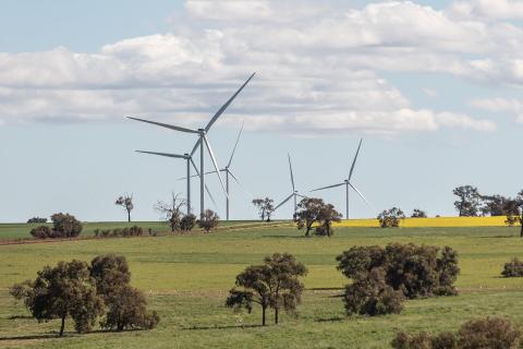 Premier rubbishes windfarm whale theory