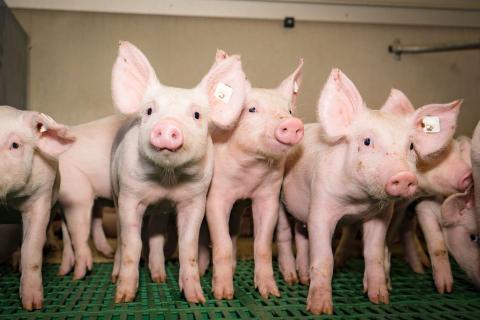 Poultry, pork eat into red meat market