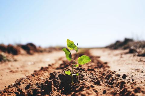 Net-zero isn’t enough – we also need to focus on becoming ‘nature positive’