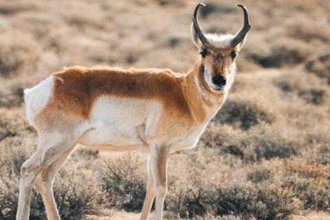 Canadian multi-mineral hunt heats up for White Cliff