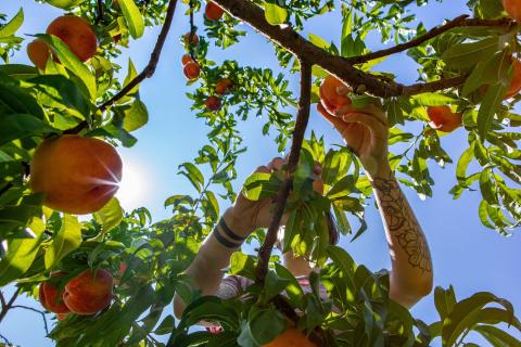 Farms a few backpackers short