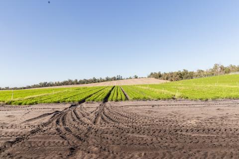 RLF Agtech regains distribution rights