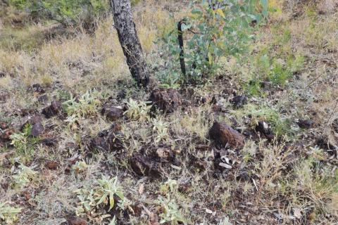 Carnaby, Latitude 66 reveal big copper-gold hits