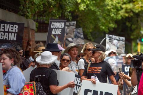 Sheep ban yet to deliver unity